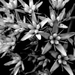 Black Sigil : Early Days EP